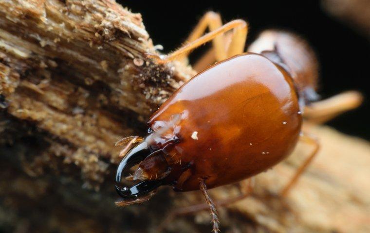 Virginia Beach's Complete Termite Prevention Guide | PESTOUT